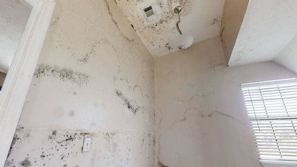 Best Post-Construction Mold Inspection  in Peoria, AZ