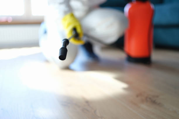 Best Flood Damage  in Peoria, AZ