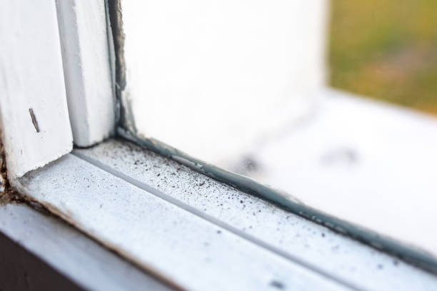 Best Environmental Consulting for Mold Prevention  in Peoria, AZ