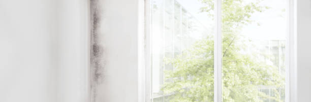 Best Industrial Mold Remediation  in Peoria, AZ