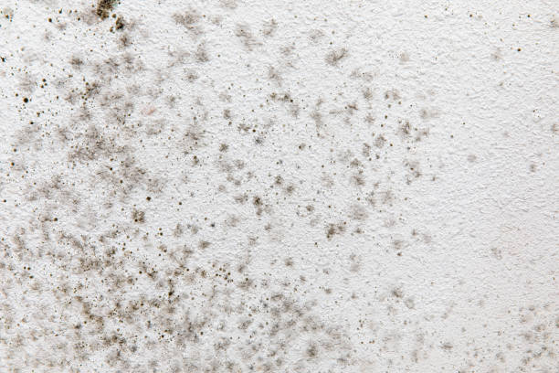 Best Real Estate Mold Inspection  in Peoria, AZ
