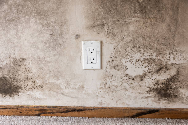 Best Airborne Mold Testing  in Peoria, AZ