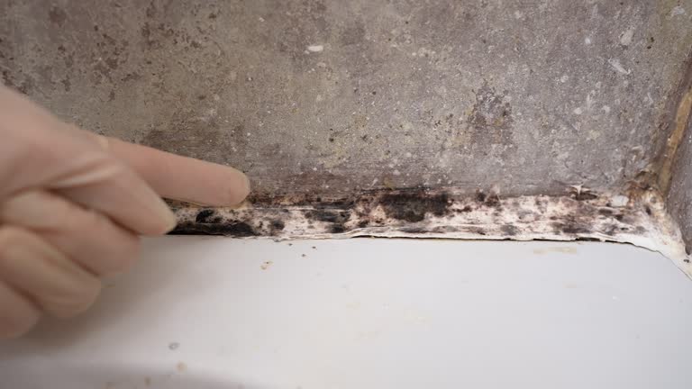 Best Comprehensive Air Testing for Mold Contaminants  in Peoria, AZ
