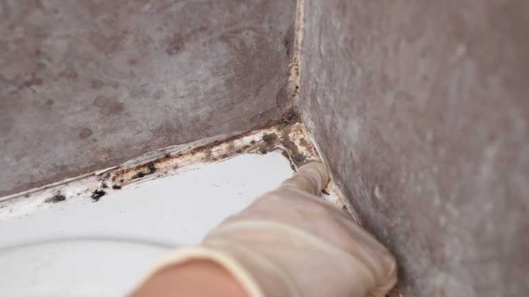 Best Forensic Mold Investigation  in Peoria, AZ