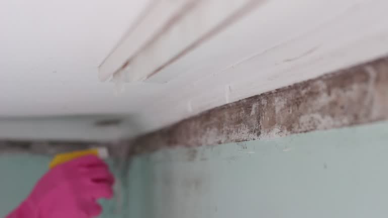 Reliable Peoria, AZ Mold Removal Solutions